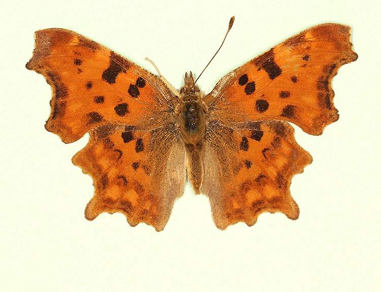 Polygonia c-album male (aberrant form hutchinsoni 2) (Internet Image property of respective owner, non-commercial use only)